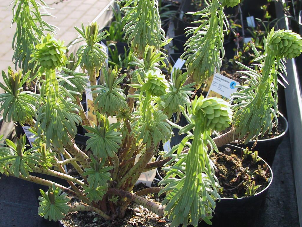 Euphorbia characias ssp. wulfeni.jpg